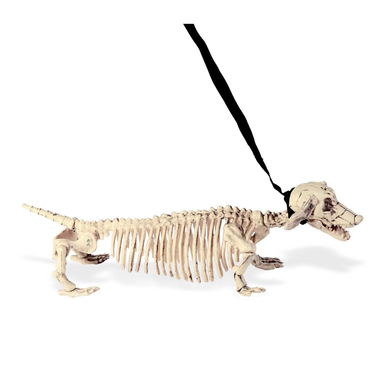 Esqueleto perro salchicha con correa 55 cm accesorio terror para decoración Halloween en fiestas temáticas