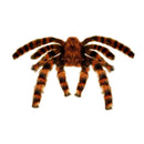 Tarántula peluda gigante 65 cm accesorio terror para decoración o completar look espeluznante en Halloween